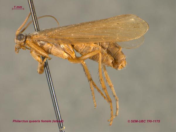 Photo of Philarctus quaeris by Spencer Entomological Museum